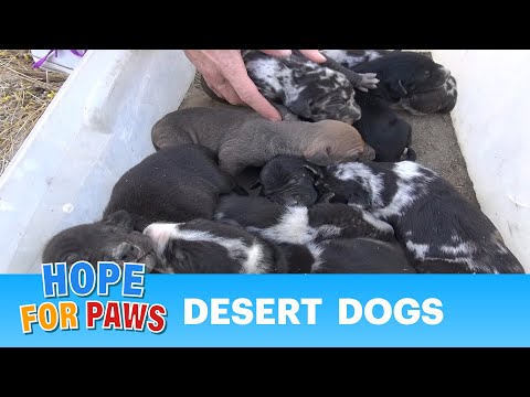 Rescuing 3 dog and 9 puppies in the desert. Please share so we can find them loving forever homes.