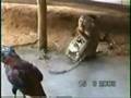 動物おもしろムービー＊猫猿の仲