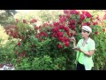 Видео - Плетистая роза Размножение и уход