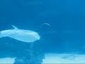 Dauphin qui fait des bulles Dauphin qui fait des bulles