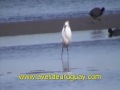 Egretta thula - Garza blanca chica, plumaje nupcial