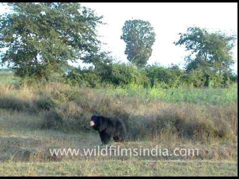 sloth bear