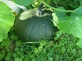Our Pumkin Patch Our Pumkin Patch