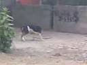videos de Perros pegados