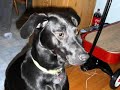 My dog Aleu
