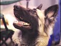 Family Pet Expo