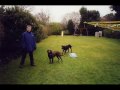 Tay The Dog RIP