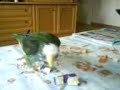 bruji con sus juguetes