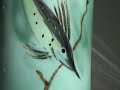 vontury fish design vase