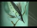 videos de vontury fish design vase