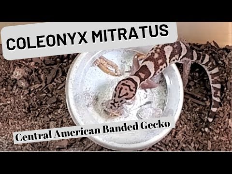YouTube reptile video