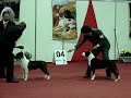 Ch Fabled Don King Of Rings - KCSP l
