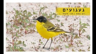 געגועים