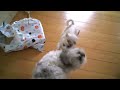 Crazy Killer Chihuahua Attacks Bigger Dog