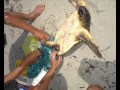 Sauvetage D une Tortue Marine