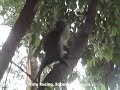 Click here to watch this video Hutan Wisata Mata Kucing
