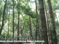 Hutan Wisata Mata Kucing