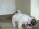 Trishie Whining at the Stairs