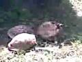 videos de tartarughe in lotta