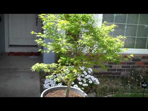 how to fertilize japanese maple