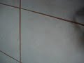 Dançando Lambadão