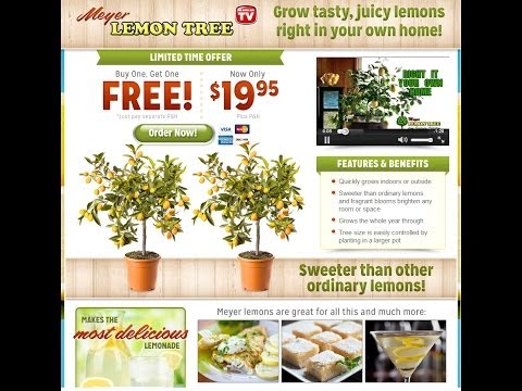 how to grow a lemon tree in ct