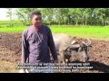 Click to View : Farmers tell their stories: Amazing rice--aerobic rice technology