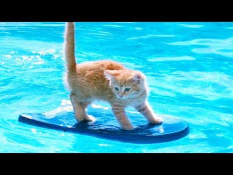 Cats Will Make You Laugh Your Head Off - Funny Cat Compilation