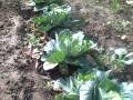 Garden update 4. Eating benifits