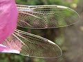 Dragonfly on \"Gossamer Wings\" Dragonfly on \"Gossamer Wings\"