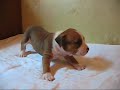 American staffordshire terrier pups
