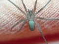 Brown Recluse Spider