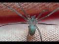 Brown Recluse Spider