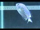 Watanabe Angel Marshall Island Male ...