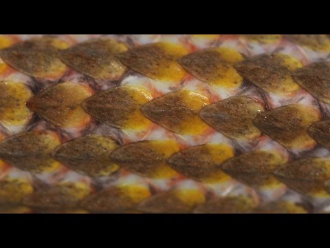 YouTube reptile video