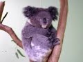 Sydney Video Diary - Entry 06 - Featherdale Wildlife Park Sydney Video Diary - Entry 06 - Featherdale Wildlife Park