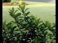 magpie magpie