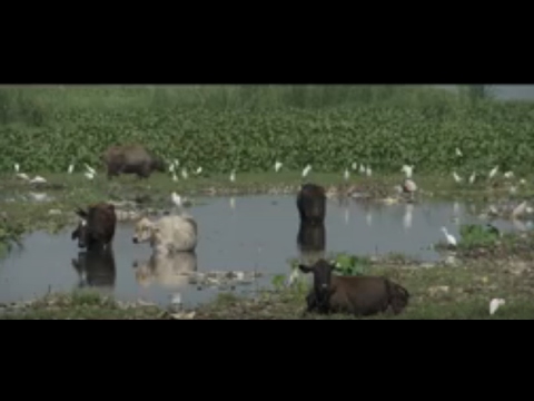 Stinking Backyard - A film on Decentralized Wastewater Treatment Systems