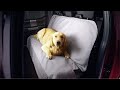 Seat Protector