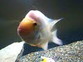 crazy fish feeding crazy fish feeding