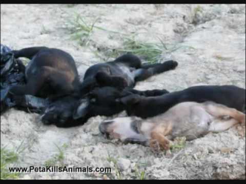 La Peta eutanizza cani e gatti