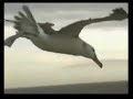 Albatross Albatross