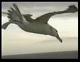 Albatross