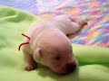 Our 6th Born yellow male is getting around great!