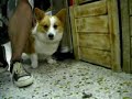 柯基犬肥屁被蟲嚇到 (Welsh Corgi Febby is frightened of the insect)