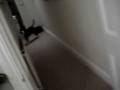 videos de Burt perro loko