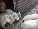 Southdown Sheep Update