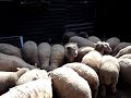 Southdown Sheep Update