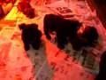 Schnauzer Miniatura video