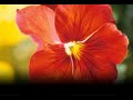 Este Terco Corazon - ? Musica Romantica ? Este Terco Corazon - ? Musica Romantica ?